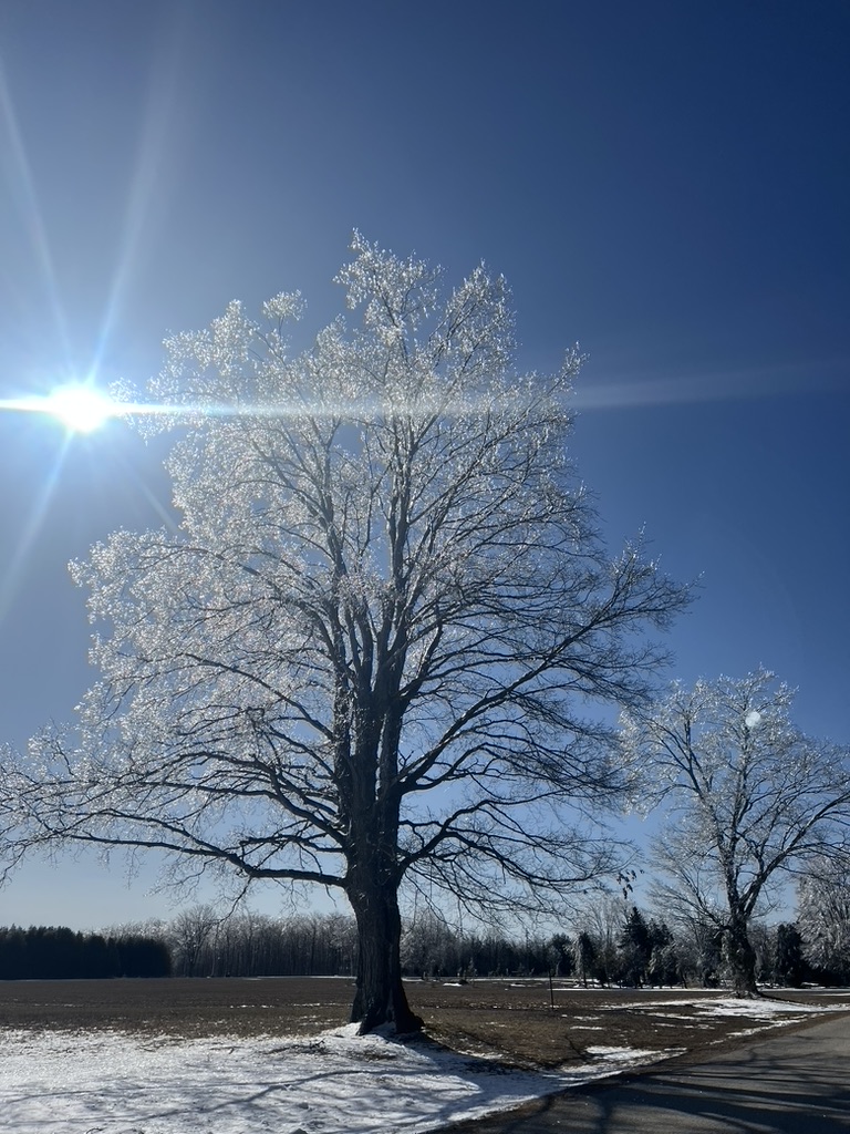 A tree is covered in ice and there is snow on the ground. The sky is bright blue and the sun is shining.